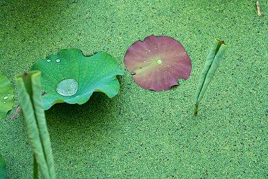 《DOTA2》TI13直邀战队公布 仅6支队伍获邀